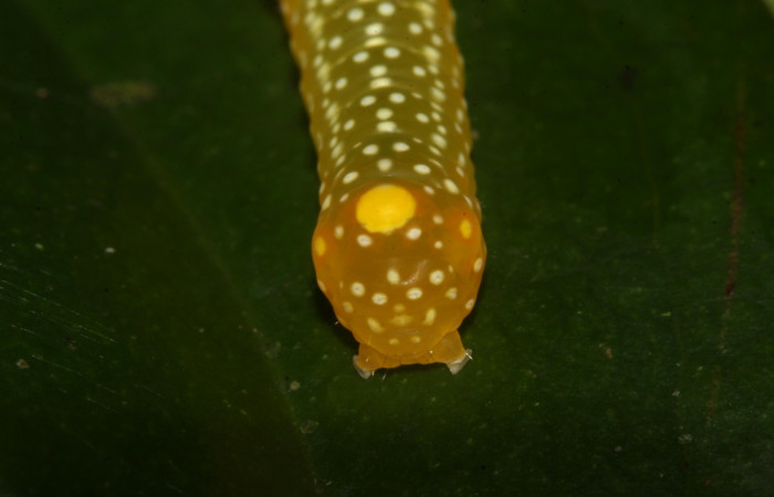 Figura 10.Larva <i> Heterochroma Poole</i> (Noctuidae), tercer estadío posición la parte tracera la colita, mide 15 mm aproximadamente. Planta hospedera <i>Smilax spinosa</i> (Smilacaceae).Voucher:18-SRNP-46399-DHJ719325.jpg.