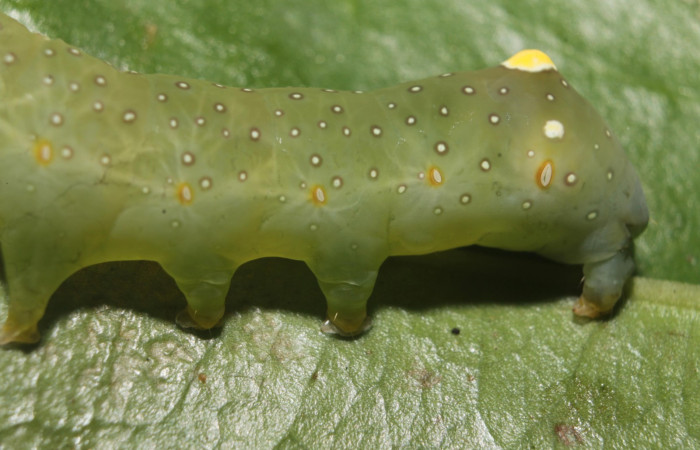 Figura 13.Larva <i> Heterochroma Poole</i> (Noctuidae), tercer estadío posición lateral tracera, mide 40 mm aproximadamente. Planta hospedera <i>Smilax spinosa</i> (Smilacaceae).Voucher:18-SRNP-46399-DHJ719460.jpg.