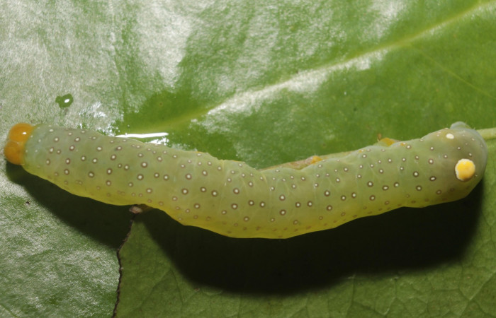 Figura 14.Larva <i> Heterochroma Poole</i> (Noctuidae), tercer estadío posición dorsal, mide 40 mm aproximadamente. Planta hospedera <i>Smilax spinosa</i> (Smilacaceae).Voucher:18-SRNP-46399-DHJ719463.jpg.