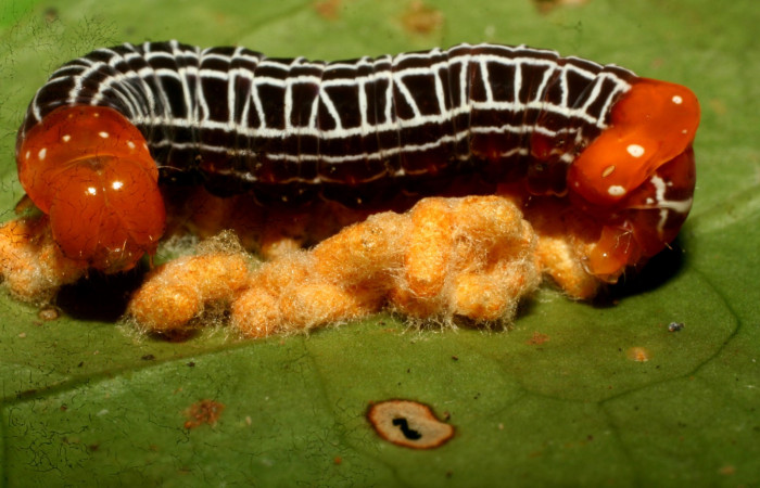 Figura 15.Larva parasitada <i> Heterochroma sarepta</i> (Noctuidae) por (Braconidae) <i>Glyptapanteles henrytownes</i>, último estadío posición lateral, mide 28 mm aproximadamente. Planta hospedera <i>Smilax mollis</i> (Smilacaceae).Voucher:10-SRNP-30348-DHJ467389.jpg.