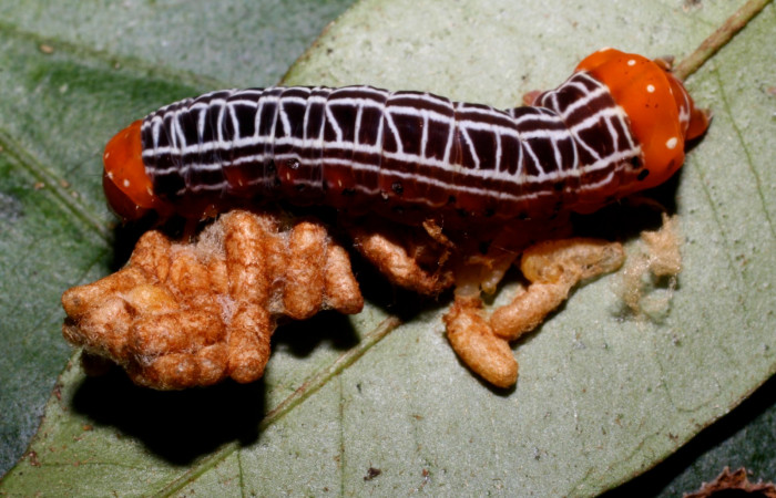 Figura 16.Larva parasitada <i> Heterochroma sarepta</i> (Noctuidae) por (Braconidae) <i>Glyptapanteles henrytownes</i>, último estadío posición lateral, mide 28 mm aproximadamente. Planta hospedera <i>Smilax mollis</i> (Smilacaceae). Voucher: 10-SRNP-35892-DHJ474513.jpg.