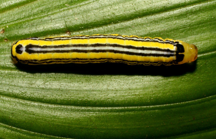 Figura 2. Larva <i>Heterochroma amphion</i> (Noctuidae), cuarto estadío posición dorsal, mide 27 mm aproximadamente. Planta hospedera <i>Sobralia mucronata</i> (Orchidaceae). Voucher:10-SRNP-70205-DHJ467633.jpg.