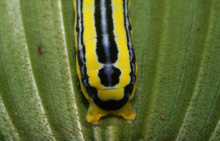 Figura 3. Larva <i>Heterochroma amphion</i> (Noctuidae), cuarto estadío posición patas traceras, mide 27 mm aproximadamente. Planta hospedera <i>Sobralia mucronata</i> (Orchidaceae). Voucher:11-SRNP-69449-DHJ483581.jpg