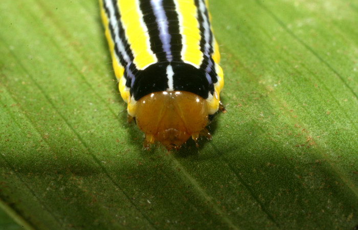 Figura 4. Larva <i>Heterochroma amphion</i> (Noctuidae), cuarto estadío posición la cabeza frontal, mide 27 mm aproximadamente. Planta hospedera <i>Sobralia mucronata</i> (Orchidaceae). Voucher: 11-SRNP-69449-DHJ483580.JPG.