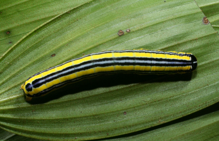 Figura 5. Larva <i>Heterochroma amphion</i> (Noctuidae), cuarto estadío posición la cabeza lateral, mide 27 mm aproximadamente. Planta hospedera <i>Sobralia mucronata</i> (Orchidaceae). Voucher: 11-SRNP-69449-DHJ483582.JPG.