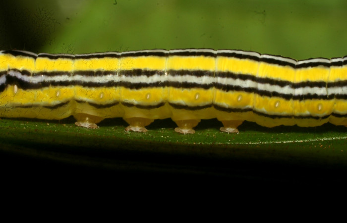 Figura 6. Larva <i>Heterochroma amphion</i> (Noctuidae), cuarto estadío posición la cabeza lateral, mide 27 mm aproximadamente. Planta hospedera <i>Sobralia mucronata</i> (Orchidaceae). Voucher:10-SRNP-70205-DHJ467641.jpg.