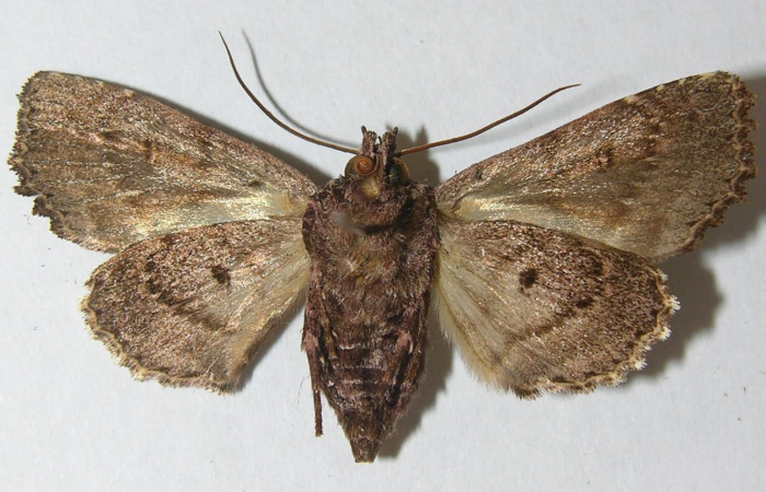 Figura 8. Mariposa <i>Heterochroma amphion</i> (Noctuidae), adulto de color café con manchas negras, mide 38 mm aproximadamente. Voucher:10-SRNP-70450-DHJ539879.