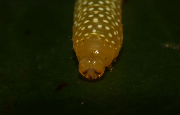 Figura 9.Larva <i> Heterochroma Poole</i> (Noctuidae), tercer estadío posición la cabeza frontal, mide 15 mm aproximadamente. Planta hospedera <i>Smilax spinosa</i> (Smilacaceae). Voucher:18-SRNP-46399-DHJ719326.jpg.