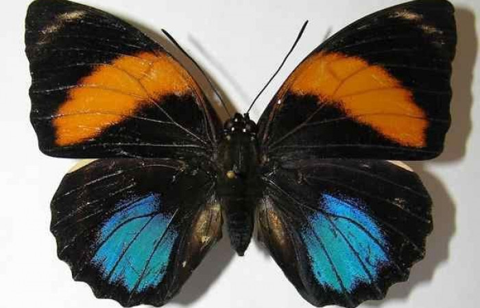 Fig. 10. Adulto <i>Prepona philatelica</i> vista dorsal. Voucher: 10-SRNP-31684-DHJ528738.jpg 