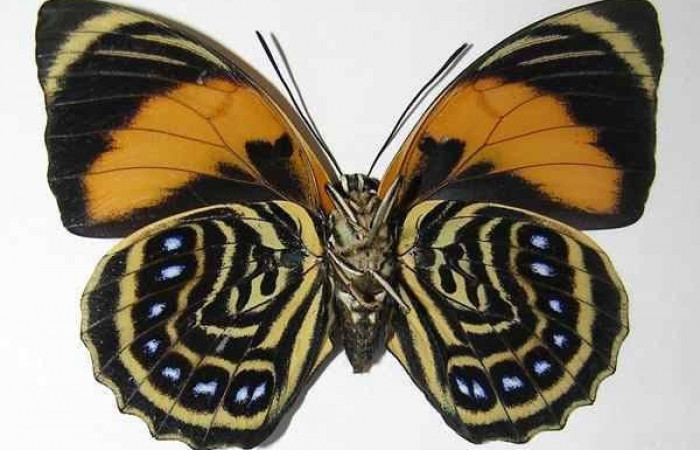 Fig. 11.  Adulto <i>Prepona philatelica</i> vista ventral. Voucher: 10-SRNP-31684-DHJ528739.jpg