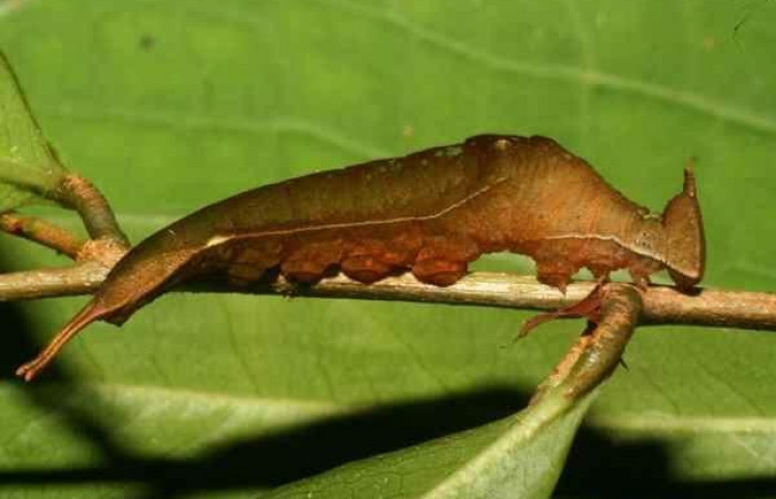 Fig. 1  Larva <i>Prepona philatelica</i>  último estadío. Vista lateral  Voucher: 10-SRNP-21514-DHJ471447.jpg 