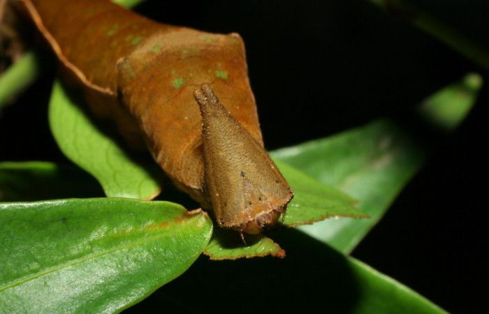 Fig. 2  Larva <i>Prepona philatelica</i>  último estadío. Vista cabeza frontal.  Voucher:  06-SRNP-31656-DHJ412762.jpg