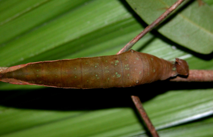 Fig. 3  Larva <i>Prepona philatelica</i>DHJ02,  último estadío, vista dorsal.  Voucher:  03-SRNP-30102-DHJ401334.jpg