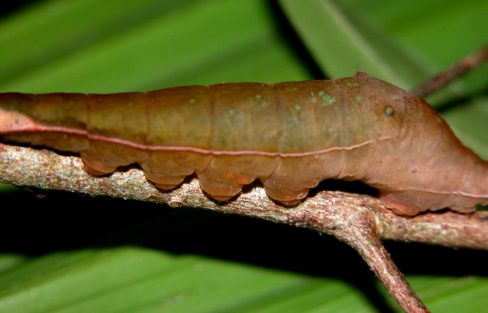 Fig. 4  Larva <i>Pr,epona philatelica</i>DHJ02  último estadío, vista lateral.  Voucher:  03-SRNP-30102-DHJ401334.jpg
