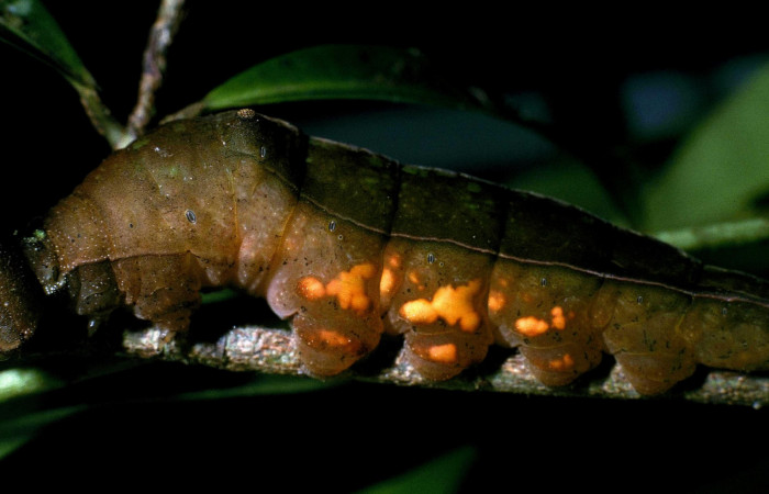 Fig. 5  Larva <i>Prepona philatelica</i>DHJ01,  último estadío, vista lateral, mostrando manchas entre diferencias entre especies.   Voucher:  04-SRNP-32315-DHJ83766.jpg