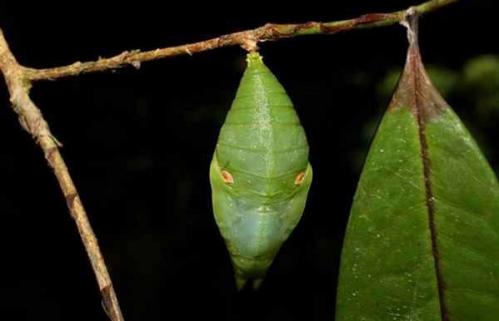 Fig. 6 Pupa <i>Prepona philatelica</i>. Vista dorsal. 10-SRNP-31684-DHJ476982.jpg