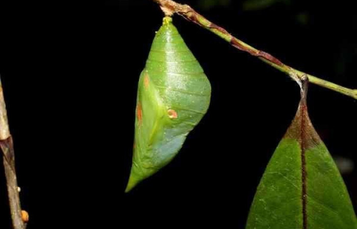 Fig. 7. Pupa <i>Prepona philatelica</i>. Vista lateral. Voucher: 10-SRNP-31684-DHJ476981.