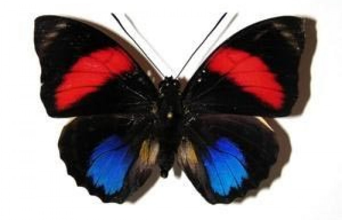 Fig. 8. Adulto <i>Prepona philatelica</i>. Vista dorsal. Voucher: 03-SRNP-30102-DHJ96312.jpg 