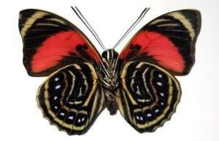 Fig. 9. Voucher: 03-SRNP-30102-DHJ96313. Adulto <i>Prepona philatelica</i>. Vista ventral 