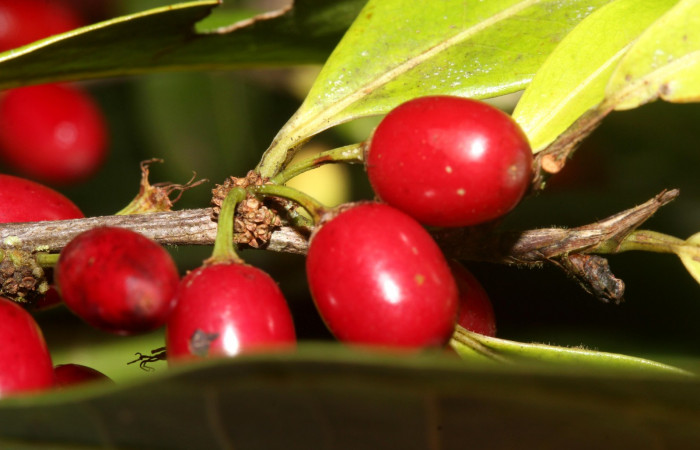 Fig.10 Forma elongada de frutos <i>Erythroxylum macrophyllum</i>, Estación Pitilla, Area de Conservación Guanacaste, Noviembre 2019.
