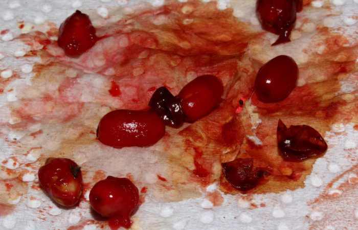 Fig.11  Semillas y arilo de frutos <i>Erythroxylum macrophyllum</i>, Estación Pitilla, Area de Conservación Guanacaste, Noviembre 2019.