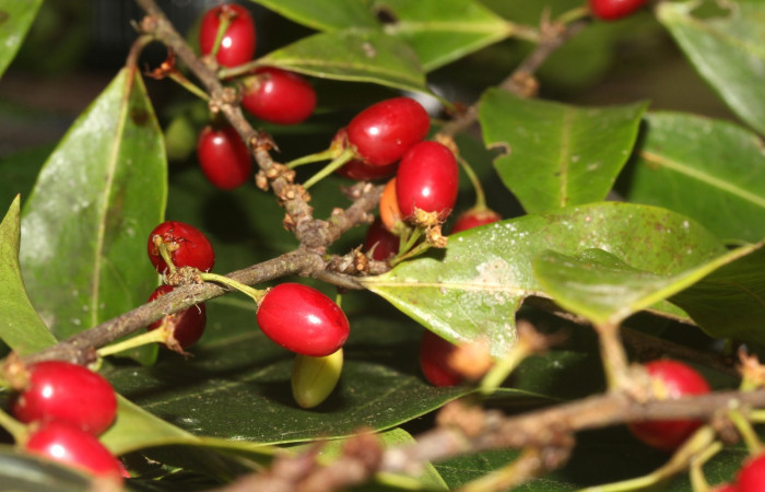 Fig.1 Abundancia de frutos <i>Erythroxylum macrophyllum</i>, Estación Pitilla, Area de Conservación Guanacaste, Noviembre 2019.