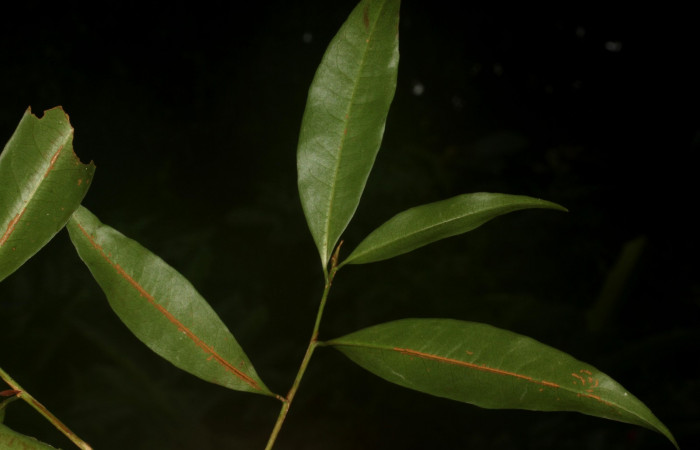 Fig.3 Posición de hojas.<i>Erythroxylum macrophyllum</i>, Estación Pitilla, Area de Conservación Guanacaste, Noviembre 2019.