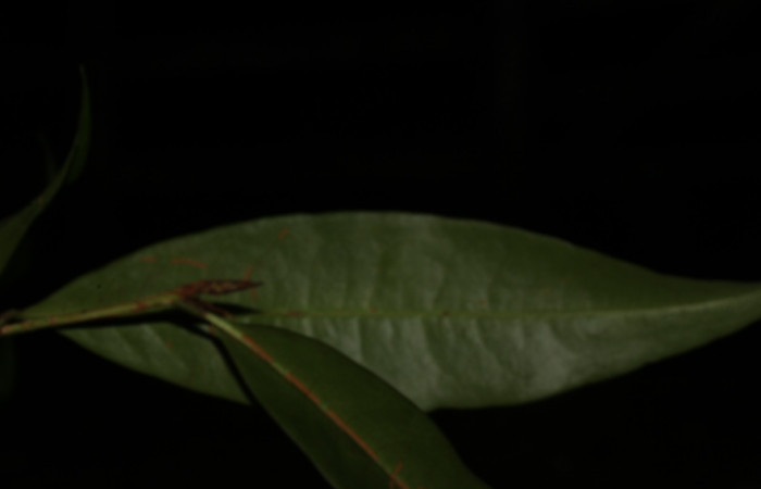Fig.5 Hojas envés de <i>Erythroxylum macrophyllum</i>, Estación Pitilla, Area de Conservación Guanacaste, Noviembre 2019.