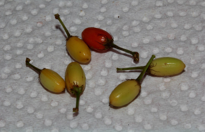 Fig.7 Variación de frutos <i>Erythroxylum macrophyllum</i>, Estación Pitilla, Area de Conservación Guanacaste, Noviembre 2019.
