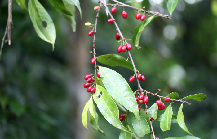 Fig.8 Ramas con frutos de <i>Erythroxylum macrophyllum</i>, Estación Pitilla, Area de Conservación Guanacaste, Noviembre 2019.