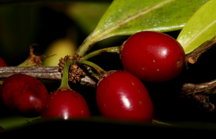 Fig.9  Posición de frutos de <i>Erythroxylum macrophyllum</i>, Estación Pitilla, Area de Conservación Guanacaste, Noviembre 2019