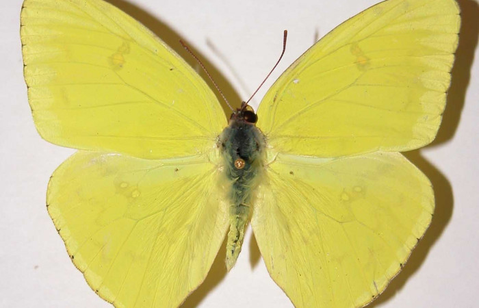 Fig. 7 Vista ventral del adulto de <i>Phoebis marcellina</i> (Pieridae). Hembra. Voucher: 01- SRNP-118-DHJ34575.jpg.