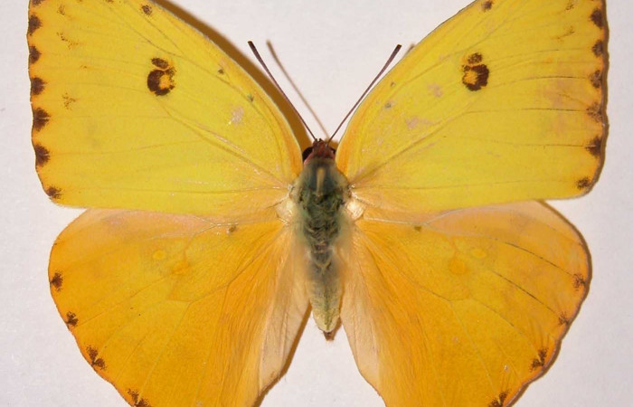 Fig. 6 Vista dorsal del adulto de <i>Phoebis marcellina</i> (Pieridae). Hembra. Voucher: 01-SRNP-118-DHJ34574.jpg