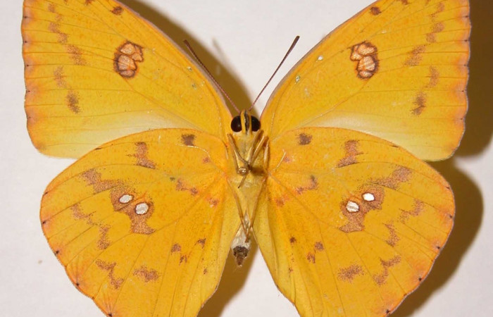 Fig. 7 Vista ventral del adulto de <i>Phoebis marcellina</i> (Pieridae). Hembra. Voucher: 01- SRNP-118-DHJ34575.jpg.