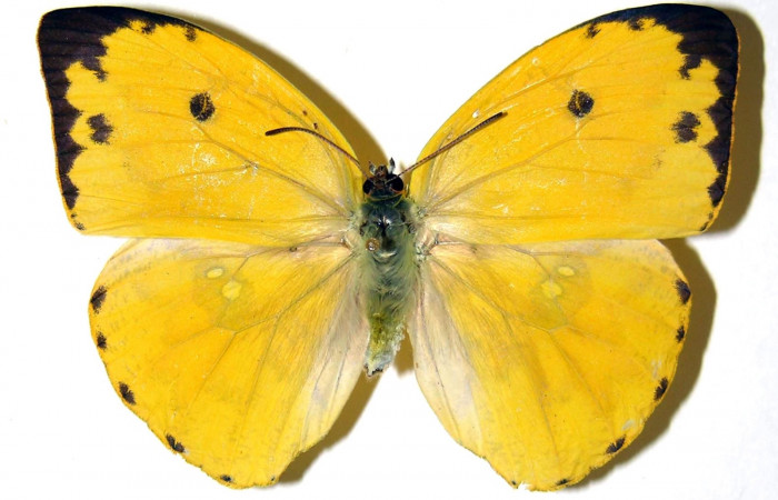 Fig.13 Vista dorsal del adulto de <i>Phoebis hersilia</i>, (Pieridae).Voucher: 01-SRNP-9959-DHJ310130.jpg.