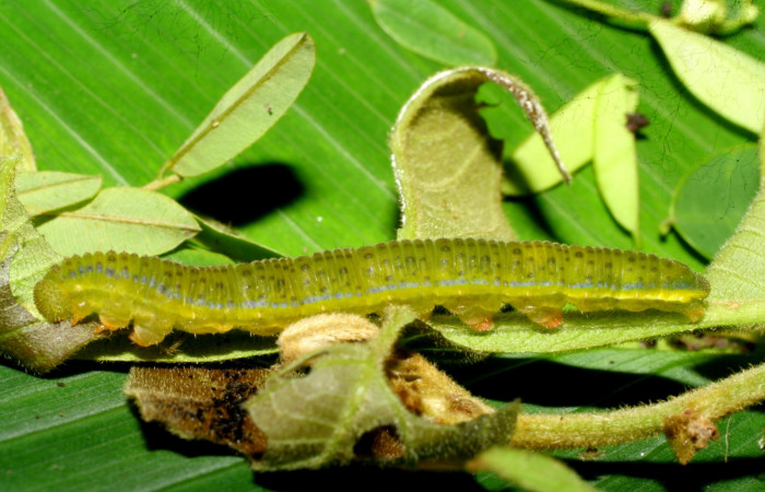 Fig.14. Vista lateral de la larva de <i>Phoebis</i> arganteDHJ01 (Pieridae). Voucher: 07- SRNP-60827-DHJ435164.JPG.