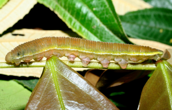Fig.16. Vista lateral de la larva de <i>Phoebis virgo</i> (Pieridae). Voucher: 09-SRNP-35390- DHJ456397.JPG.