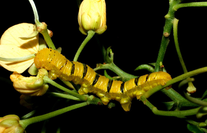 Fig.1. Vista lateral de <i>Phoebis marcellina</i> (Pieridae). En último estadio. Voucher: 09-SRNP-36821- DHJ468275.JPG.