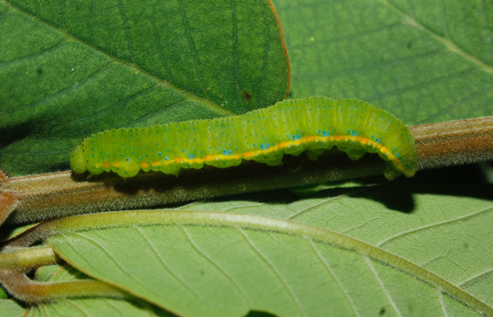 Fig.3. Vista lateral de <i>Phoebis marcellina</i> (Pieridae). En último estadio. Voucher: 17-SRNP-26610-DHJ731106.JPG