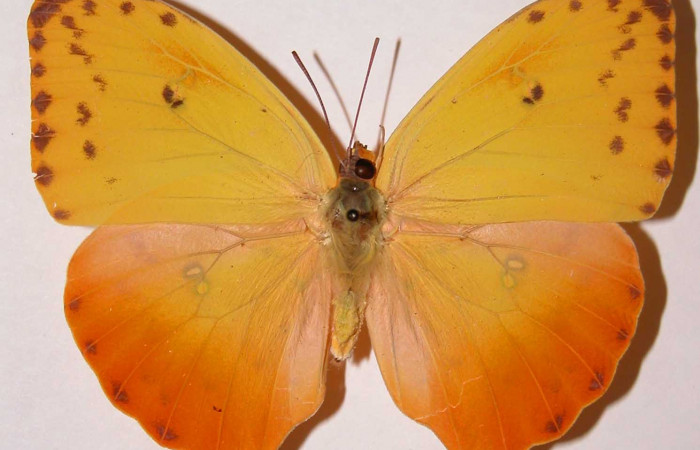 Fig. 11 Vista dorsal del adulto de <i>Phoebis philea</i>, (Pieridae). Voucher: 79-SRNP-398-DHJ34558.jpg.