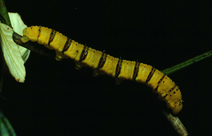 Fig. 10 Vista lateral de <i>Phoebis philea</i>, (Pieridae). Voucher: 82-SRNP-4-DHJ3490.jpg.srnp 4 dhj3490