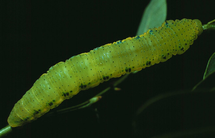 Fig.2. Vista dorsal de <i>Phoebis marcellina</i> (Pieridae). En último estadio.Voucher: 83-SRNP-1165- DHJ6065.jpg.