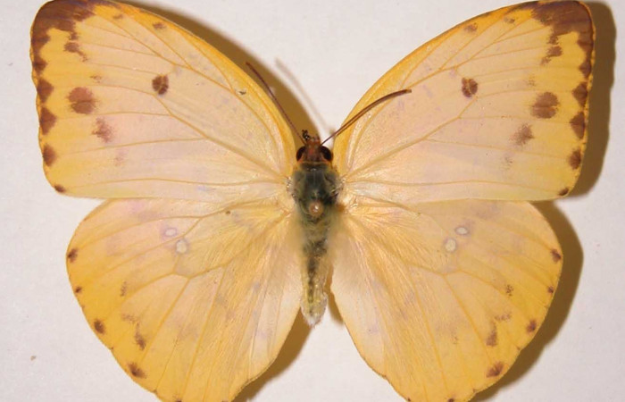 Fig.15. Vista dorsal del adulto de <i>Phoebis</i> arganteDHJ01 (Pieridae). Voucher: 91-SRNP-437- DHJ34568.jpg.