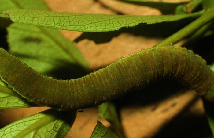 Fig.12. Vista dorsal de <i>Phoebis hersilia</i>, (Pieridae). Voucher:97-SRNP-4155-DHJ42412.jpg.