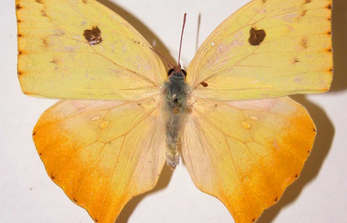 Fig.17. Vista dorsal del adulto de <i>Phoebis virgo</i> (Pieridae). Voucher: 99-SRNP-17686-DHJ34546.jpg.