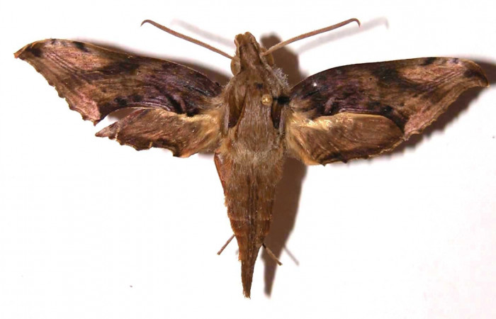 Fig. 4. Adulto <i>Xylophanes godmani</i>, posición dorsal, macho. Area de Conservación Guanacaste, Sector Cacao, Sendero Toma Agua, elevación 1140 m.s.n.m.  (97-SRNP-523-DHJ35450).