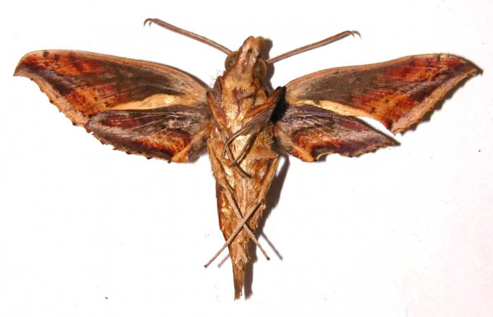 Fig. 5. Adulto <i>Xylophanes godmani</i>, posición ventral, macho. Area de Conservación Guanacaste, Sector Cacao, Sendero Toma Agua, elevación 1140 m.s.n.m.  (97-SRNP-523-DHJ35451).