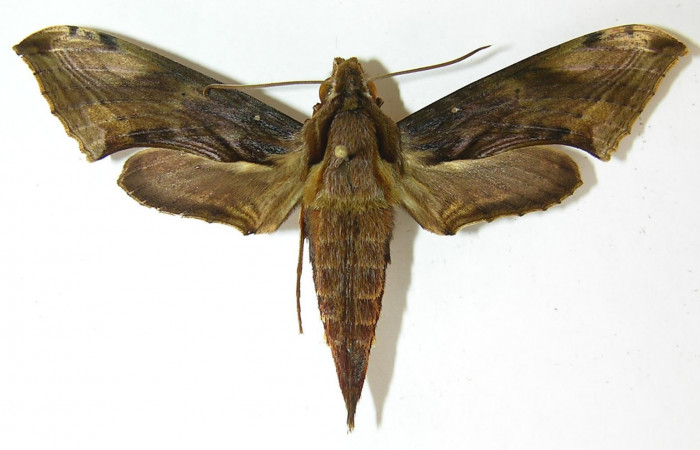 Fig. 1. Adulto <i>Xylophanes godmani</i>, posición dorsal. Area de Conservación Guanacaste, Sector Cacao, Sendero Derrumbe, elevación 1220 m.s.n.m.  (10-SRNP-35225-DHJ530816).