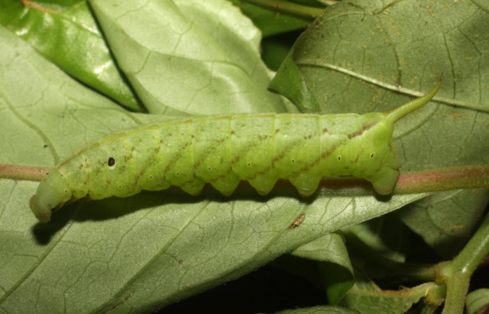 Fig. 9. Larva PU estadío <i>Xylophanes godmani</i>, posición lateral. Area de Conservación Guanacaste, Sector Pitilla, Sendero Orosilito, elevación 900 m.s.n.m.  (11-SRNP-31400-DHJ482420.jpg).