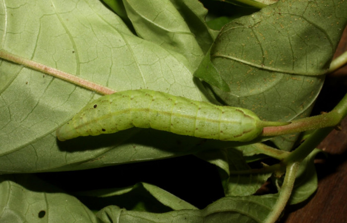Fig. 10. Larva PU estadío <i>Xylophanes godmani</i>, posición dorsal. Area de Conservación Guanacaste, Sector Pitilla, Sendero Orosilito, elevación 900 m.s.n.m.  (11-SRNP-31400-DHJ482421.jpg).